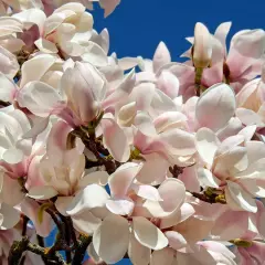 Delikatne, różowo-białe kwiaty magnolii na tle błękitnego nieba. Idealny czas, kiedy sadzić magnolię do gruntu, to wiosna lub jesień.