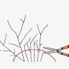 Ilustracja pokazuje nożyce ogrodnicze gotowe do cięcia gałązek tawuły japońskiej, zaznaczonych czerwoną linią.
