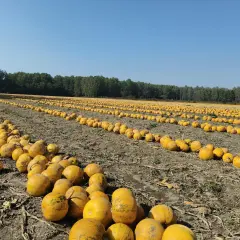 Ogromne pole dyni, gotowych do zbioru. Uprawa dyni na polu to widok pełen jesiennych barw i obfitości.
