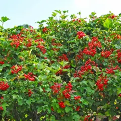 Gęsty krzew kaliny koralowej z licznymi gronami czerwonych owoców. Dobra kalina koralowa - uprawa w ogrodzie.