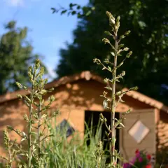 Zielona łodyga juki z pąkami kwiatów na tle drewnianego domku i błękitnego nieba. Widać, jak kwitnie juka.