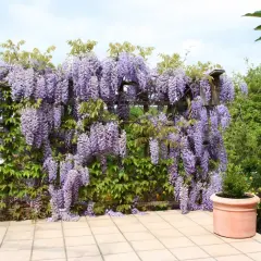 Obficie kwitnąca wisteria w odcieniach fioletu, pnąca się po drewnianej pergoli. Idealny czas, by pomyśleć, wisteria kiedy sadzić, by cieszyć się takim widokiem.