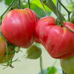Dojrzałe, mięsiste pomidory odmiany Beefsteak dojrzewają na krzaku, obok zielonych owoców.