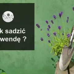 Jak posadzić lawendę: proste kroki dla zdrowych roślin w ogrodzie