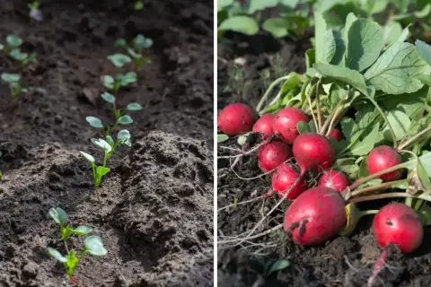 Młode siewki rzodkiewki i dojrzałe, czerwone korzenie. Pokazuje, jak szybko rośnie rzodkiewka.