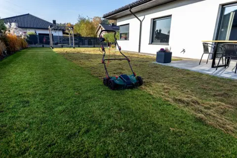 Wertykulacja trawnika w trakcie. Wertykulator pozostawił na trawie ściółkę z obumarłej trawy i mchu, przygotowując go do lepszego wzrostu.