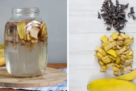 Słoik z wodą i kawałkami banana, obok stosy pokrojonych skórek i wysuszonych resztek, gotowych na nawóz z banana.