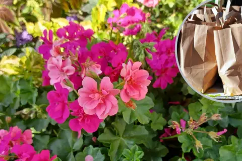 Kwitnące pelargonie w odcieniach różu i fuksji. Czy pelargonia jest wieloletnia? W tle papierowe torby.