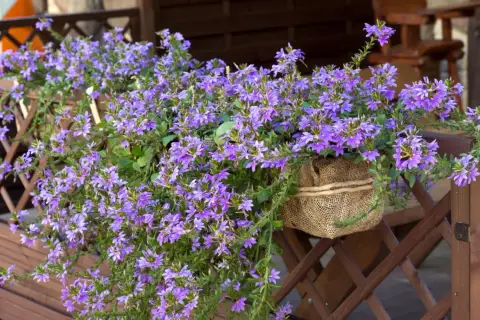 Urocza scaevola uprawa w donicy oplecionej jutą, kwitnąca na fioletowo na tle drewnianej balustrady.