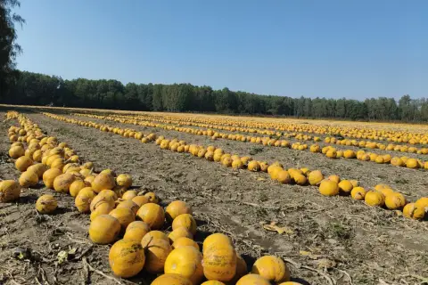 Ogromne pole dyni, gotowych do zbioru. Uprawa dyni na polu to widok pełen jesiennych barw i obfitości.