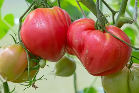 Dojrzałe, mięsiste pomidory odmiany Beefsteak dojrzewają na krzaku, obok zielonych owoców.