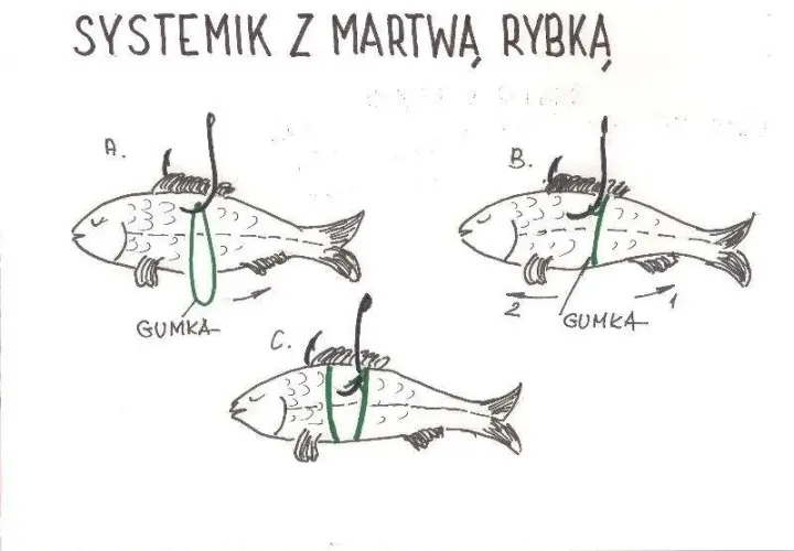 Jaki grunt na żywca? Odkryj najlepsze ustawienia na szczupaka