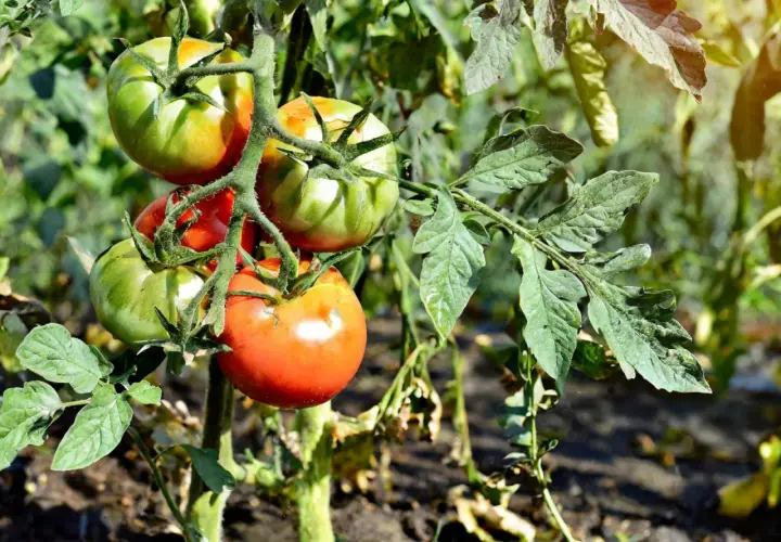 Pomidory z żółtymi liśćmi i nierównomiernie wybarwionymi owocami, wskazujące na przenawożenie pomidorów objawy.