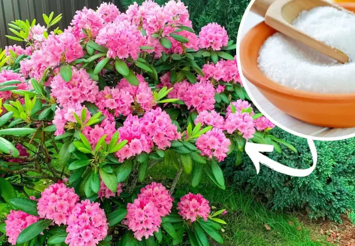 Piękny rododendron kwitnie obficie. Obok miseczka z białym proszkiem, który może być składnikiem domowego nawozu do rododendronów.