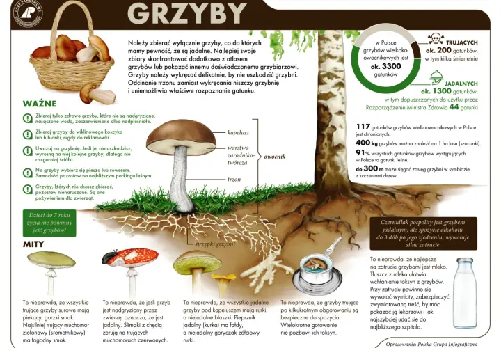 Ilustracja przedstawia różne gatunki grzybów, koszyk pełen grzybów i drzewo, obok którego rośnie sosienka.