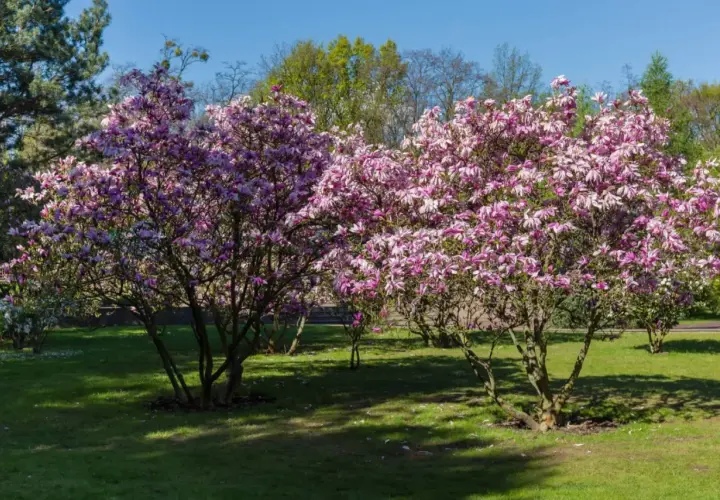 Dwie kwitnące magnolie w pełnym rozkwicie, zachwycające różowymi kwiatami. Widać, jak szybko rośnie magnolia, tworząc gęste korony.