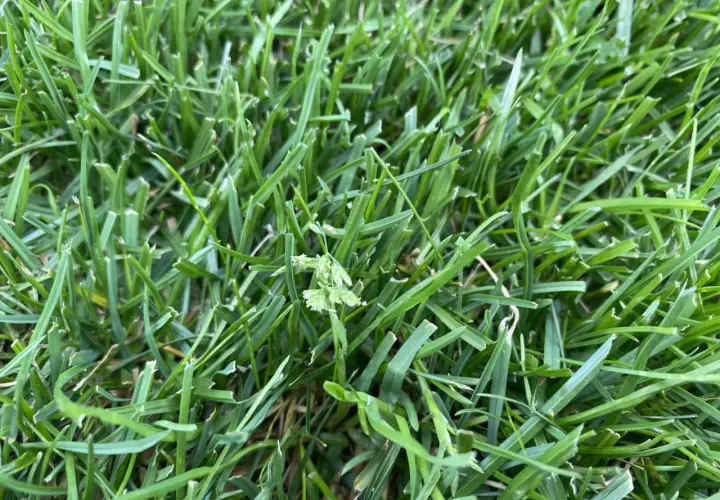 Gęsta, zielona trawa, z widocznymi źdźbłami i kilkoma kłoskami. To idealne warunki do wzrostu dla nasion Kentucky bluegrass.