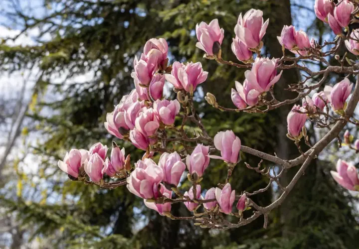 Kwiaty magnolii w kolorze różowym na gałęzi. Choć piękna, warto wiedzieć, czy magnolia jest trująca dla zwierząt.