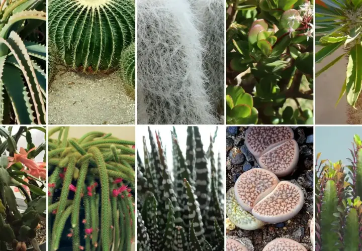 Różnorodne kaktusy rodzaje: aloes, kaktus kulisty, kaktus z białym włosem, grubosz, kaktus kolczasty, kaktus bożonarodzeniowy, kaktus-wężyk, kaktus w paski, żywe kamienie, kaktus z liśćmi.