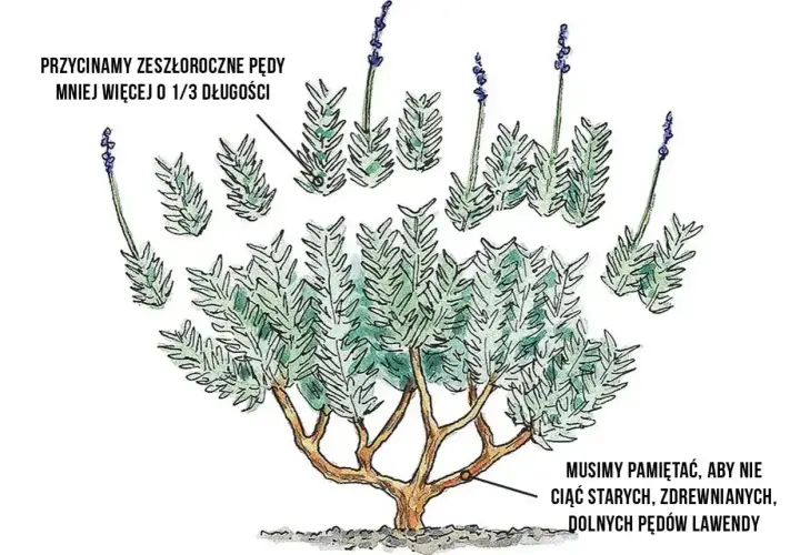 Ilustracja pokazuje, kiedy przycinać lawendę: zeszłoroczne pędy o 1/3 długości, unikając starych, zdrewniałych dolnych pędów.