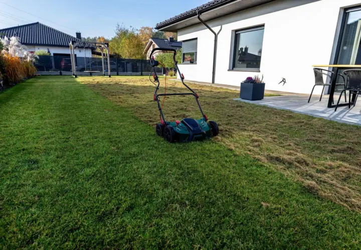 Wertykulacja trawnika w trakcie. Wertykulator pozostawił na trawie ściółkę z obumarłej trawy i mchu, przygotowując go do lepszego wzrostu.