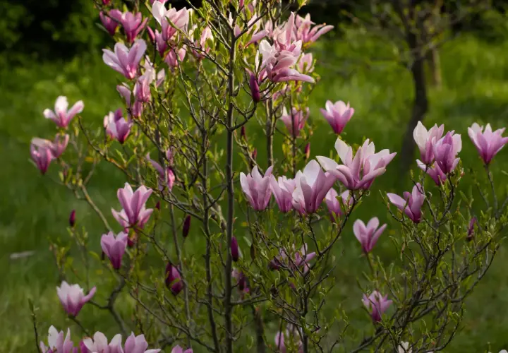 Piękna magnolia w pełnym rozkwicie. Dowiedz się, jak sadzić magnolie, by cieszyć się tym widokiem co roku.
