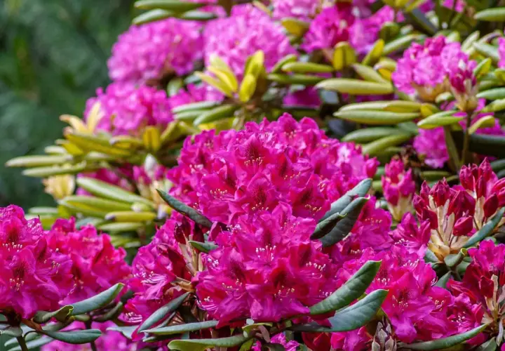 Kwitnące rododendrony w intensywnym różu, potrzebujące specjalnej ziemi do rododendronów, by zachwycać w pełni.