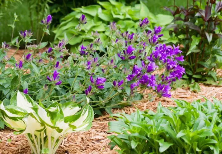 Fioletowe dzwonki, czyli campanula po przekwitnięciu, tworzą barwny kobierzec wśród zieleni host i innych roślin.