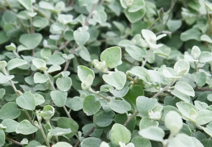 Gęste, srebrzysto-zielone liście kocanki tworzą dywan.