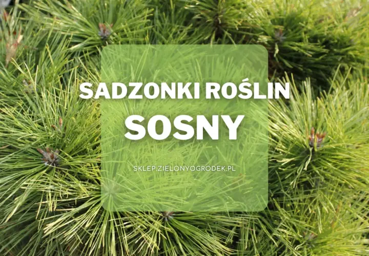 Sadzonki roślin sosny. Wiele odmian sosny czeka na Ciebie w sklepie Zielonyogrodek.pl.