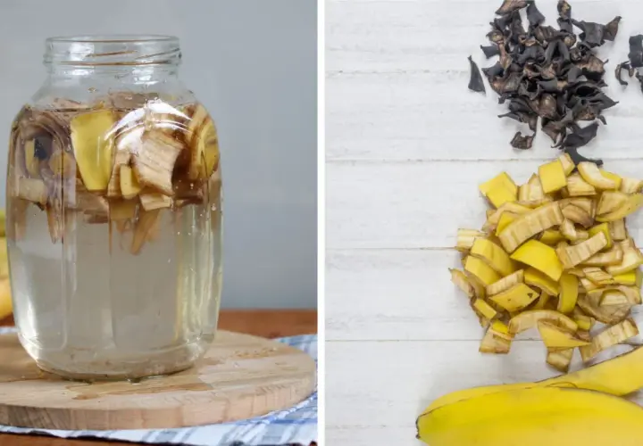 Słoik z wodą i kawałkami banana, obok stosy pokrojonych skórek i wysuszonych resztek, gotowych na nawóz z banana.