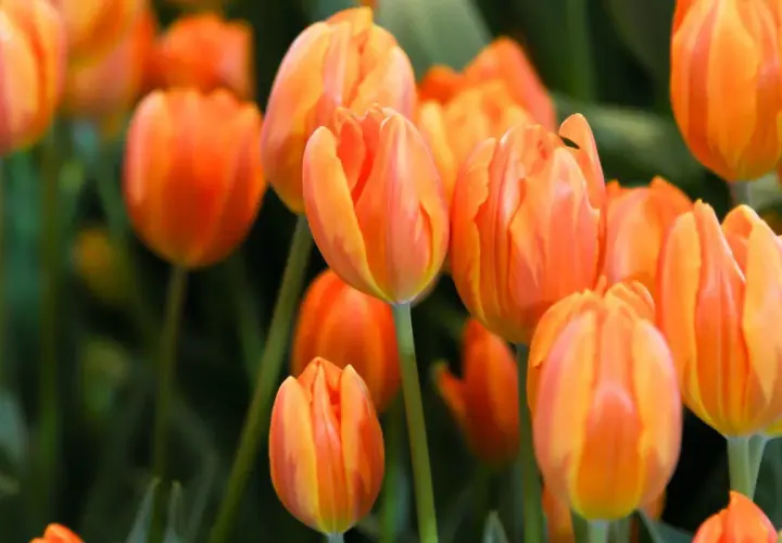 Pomarańczowe tulipany w pełnym rozkwicie. Czy tulipany są wieloletnie? Te piękne kwiaty zachwycają wiosną.