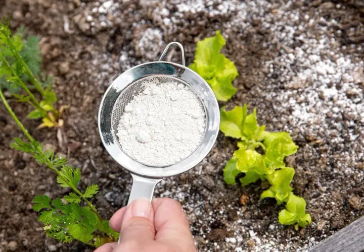 Sita z ziemią okrzemkową nad młodymi sadzonkami. Naturalny sposób na ochronę roślin.