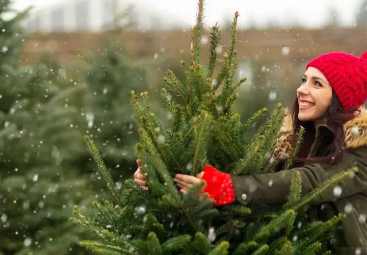 Ile kosztuje choinka w doniczce? Ceny, które Cię zaskoczą