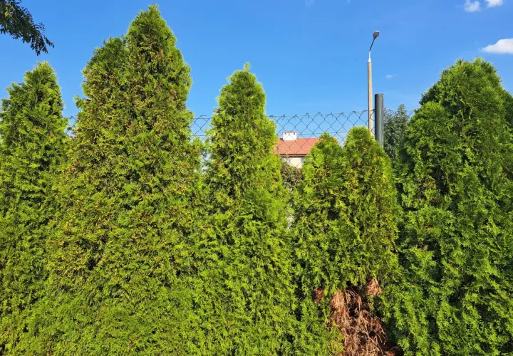 Zielone tuje tworzą żywopłot. Czy tuja to drzewo? Tak, to wiecznie zielone drzewo iglaste, które pięknie wygląda latem.
