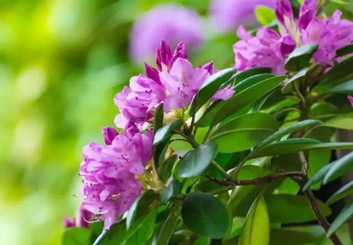 Piękny rododendron w fioletowych kwiatach, gotowy do przycinania po kwitnieniu, by zachować jego kształt.