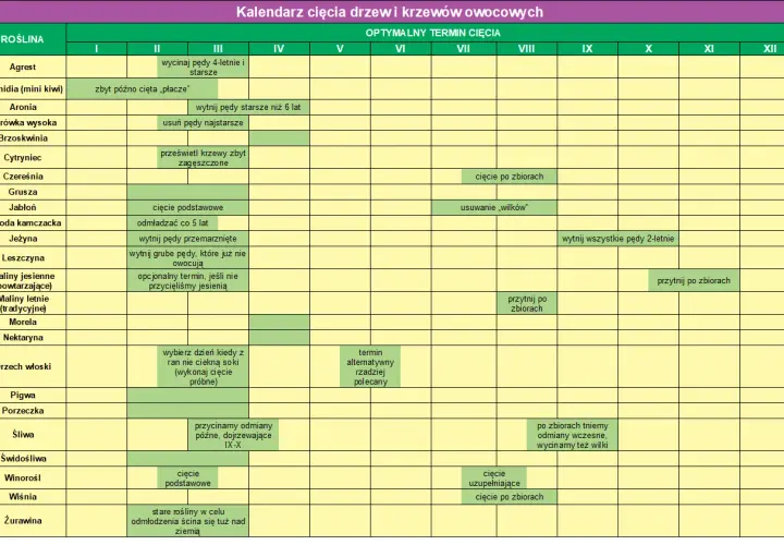 Kalendarz cięcia drzew owocowych: Agrest, Aronia, Jabłoń, Śliwa – kiedy najlepiej przycinać.