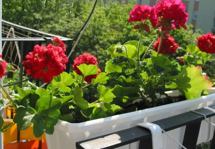 Czerwone pelargonie w skrzynce na balkonie. Idealny czas, kiedy sadzić pelargonie, to wiosna, gdy minie ryzyko przymrozków.