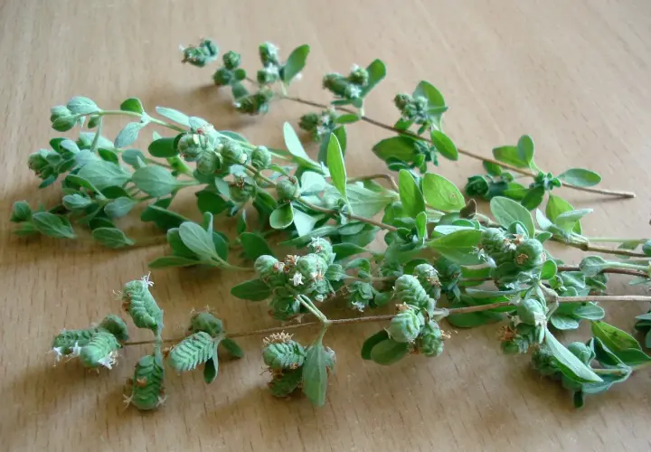 Gałązki oregano z pąkami kwiatowymi, gotowe do zbioru. Idealne do domowej oregano uprawy.