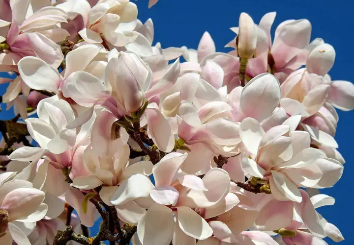 Delikatne, różowo-białe kwiaty magnolii na tle błękitnego nieba. Idealny czas, kiedy sadzić magnolię do gruntu, to wiosna lub jesień.
