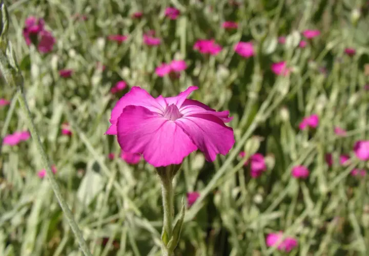 Piękna, różowa firletka omszona na tle zieleni i innych kwiatów.