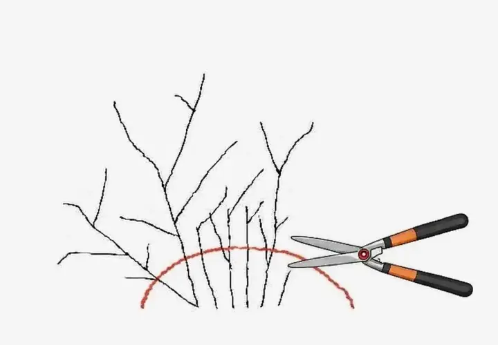 Ilustracja pokazuje nożyce ogrodnicze gotowe do cięcia gałązek tawuły japońskiej, zaznaczonych czerwoną linią.