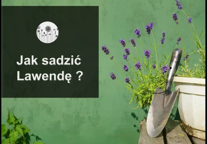 Jak posadzić lawendę: proste kroki dla zdrowych roślin w ogrodzie