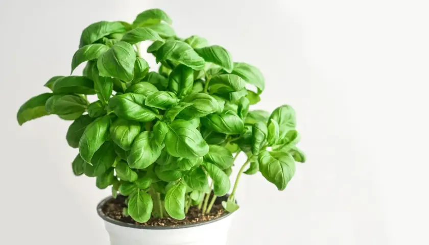 Krzew bazylii w doniczce, z licznymi zielonymi liśćmi. Różne bazylia odmiany mogą mieć podobny wygląd, ale różnią się smakiem i aromatem.