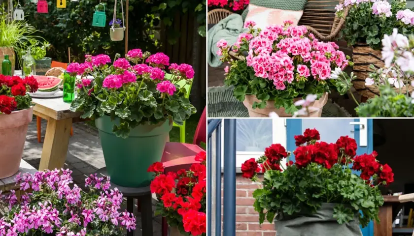 Pelargonia Calliope w donicach zdobi letni taras. Krwistoczerwone i różowe kwiaty tworzą barwne kompozycje.