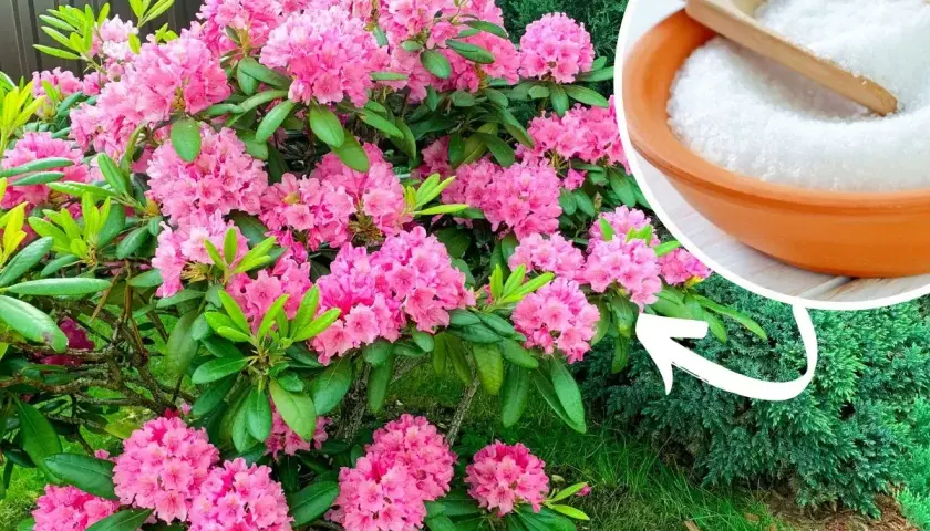Piękny rododendron kwitnie obficie. Obok miseczka z białym proszkiem, który może być składnikiem domowego nawozu do rododendronów.