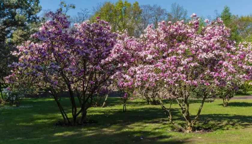 Dwie kwitnące magnolie w pełnym rozkwicie, zachwycające różowymi kwiatami. Widać, jak szybko rośnie magnolia, tworząc gęste korony.