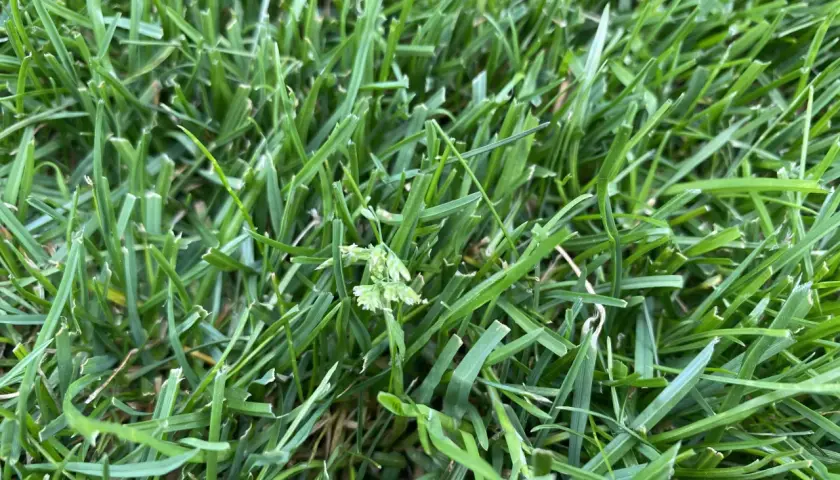 Gęsta, zielona trawa, z widocznymi źdźbłami i kilkoma kłoskami. To idealne warunki do wzrostu dla nasion Kentucky bluegrass.