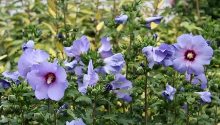 Piękne, fioletowe kwiaty hibiskusa, kwitnące latem, z ciemniejszym środkiem.