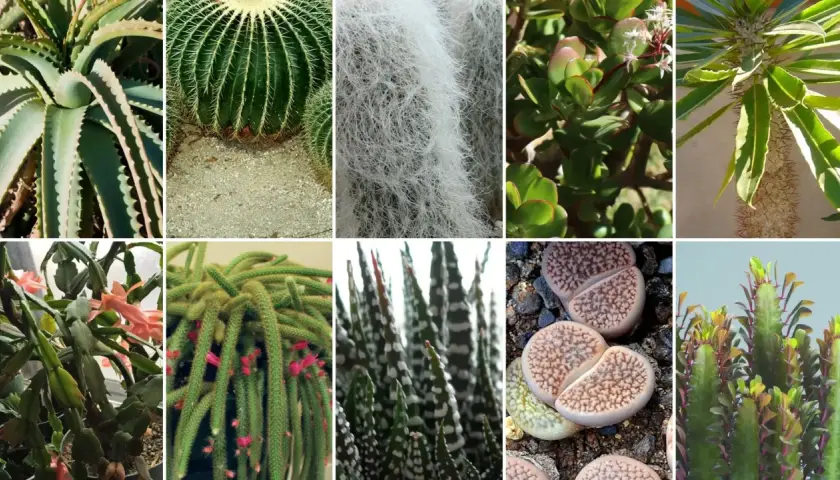 Różnorodne kaktusy rodzaje: aloes, kaktus kulisty, kaktus z białym włosem, grubosz, kaktus kolczasty, kaktus bożonarodzeniowy, kaktus-wężyk, kaktus w paski, żywe kamienie, kaktus z liśćmi.